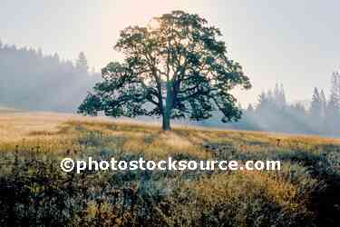 Oak Tree