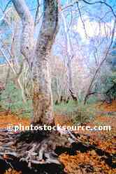 Bog Spring Sycamore