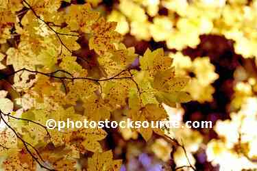 Maple Leaves