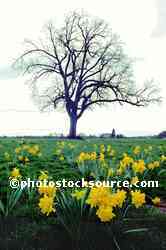 Tree and Daffodils