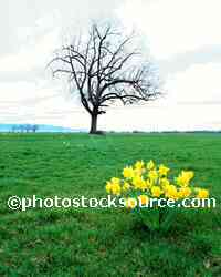 Tree and Daffodils