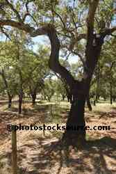 Cork Trees
