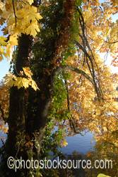 Willamette River Oak Colors