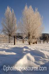 Frosty Trees