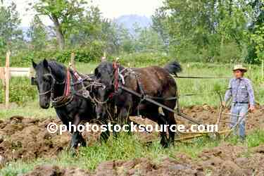 Horse Plow