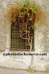 Vine Growing in Window