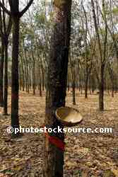 Rubber Plantation
