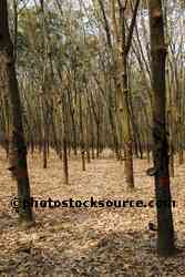 Rubber Plantation