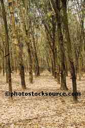 Rubber Plantation