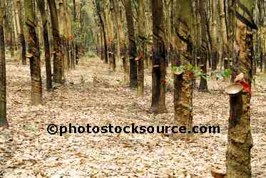 Rubber Plantation