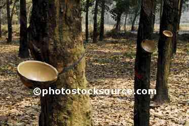 Rubber Collection Bowl