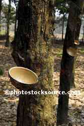 Rubber Collection Bowl