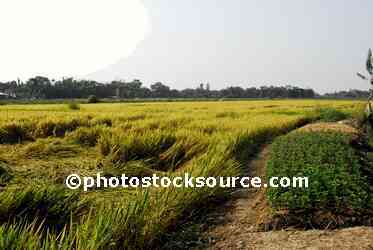 People Working in Rice Field