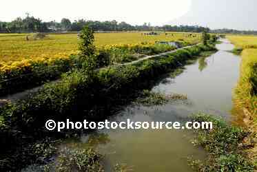 People Working in Rice Field