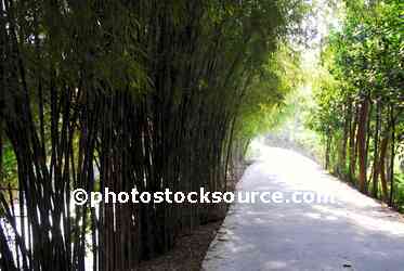 Bamboo Lined Path