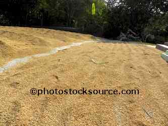 Drying Rice Grains