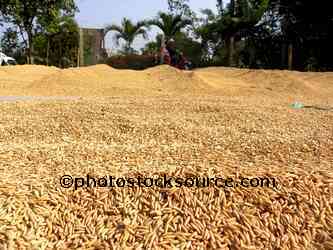 Drying Rice Grains