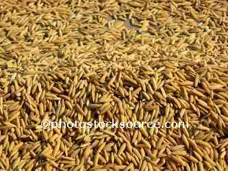 Drying Rice Grains