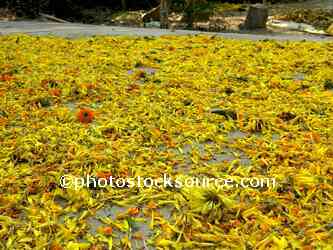 Drying Marigold Blossoms