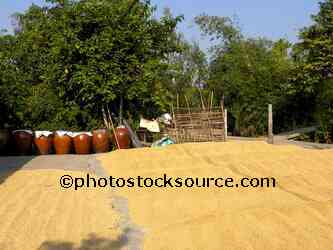 Drying Rice Grains