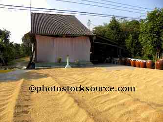 Drying Rice Grains