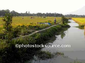 People Working in Rice Field