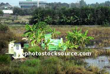Ricefield Cemetery