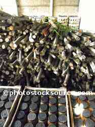 Crates of Fish Sauce