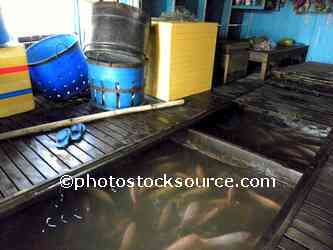 Fish Farm Beneath Boat