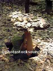 Cu Chi Tunnel Entrance
