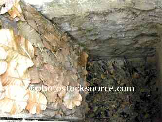 Cu Chi Tunnel Booby Trap