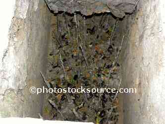 Cu Chi Tunnel Booby Trap
