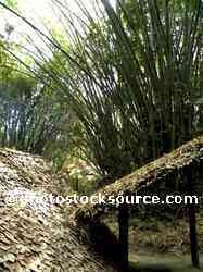 Jungle Bamboo Hut