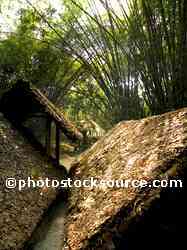 Jungle Bamboo Hut