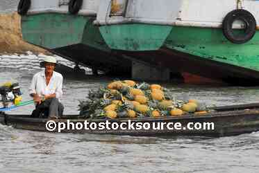 Man Hauling Pineapples