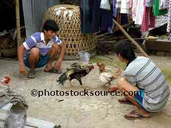 Cock Fighting