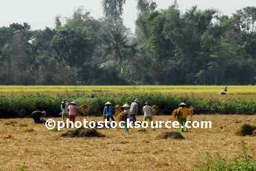 People Working in Rice Field