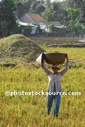 Woman Carrying Rice