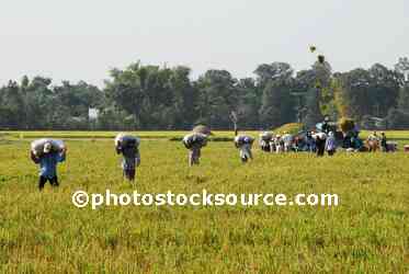 People Working in Rice Field
