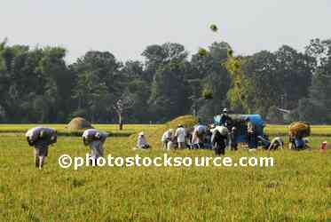 People Working in Rice Field