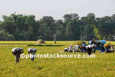 People Working in Rice Field