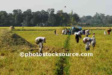 People Working in Rice Field