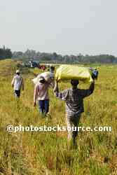 People Carrying Rice Bags