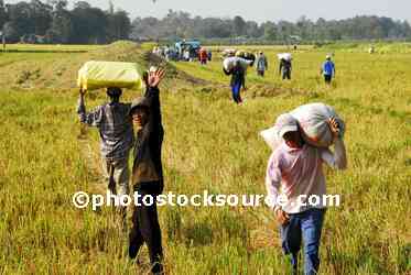 People Carrying Rice Bags
