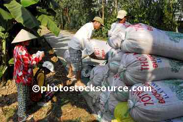 People Weighing Rice Bags