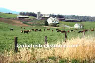 Dairy Farm