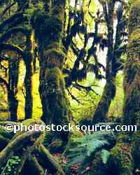 Rain Forest