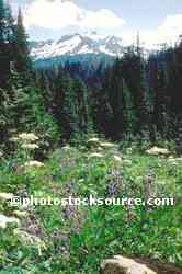Mt. Olympus